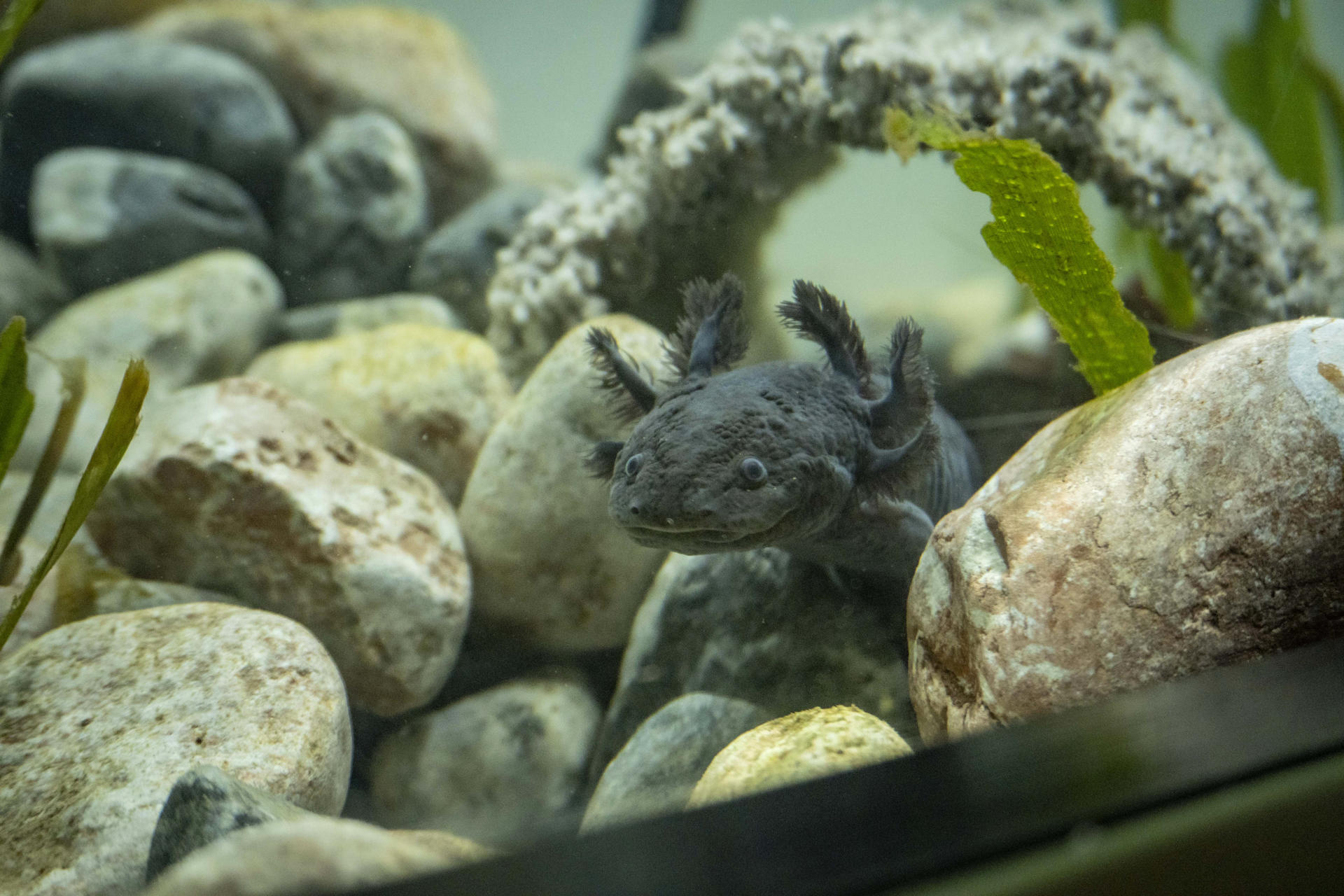 Los ‘Monstruos del agua’, una exposición en Ecuador para proteger a los ajolotes mexicanos