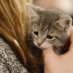 Alertan a dueños de mascotas en EE.UU. y Canadá por comida contaminada con gripe aviar