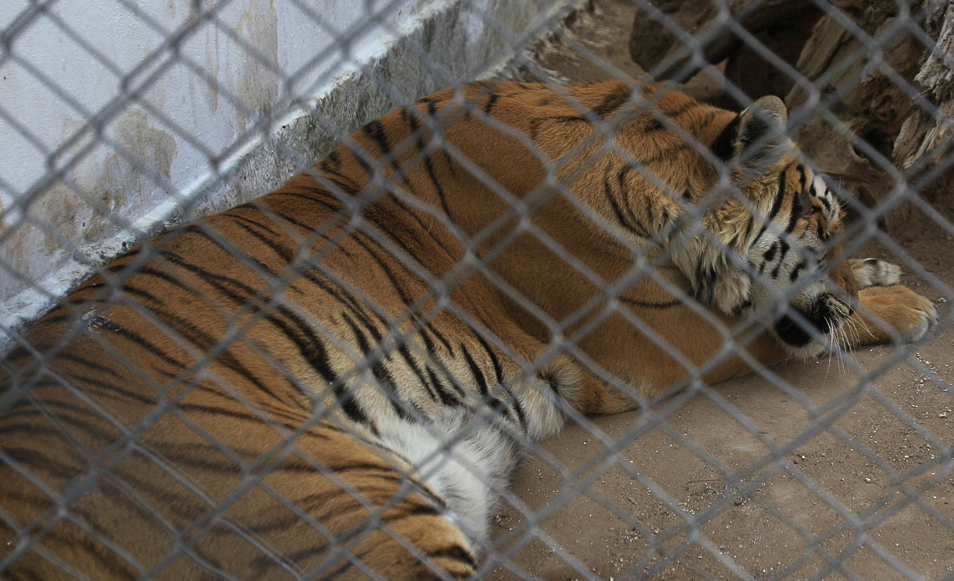 Mueren veinte felinos por gripe aviar en un santuario animal en el estado de Washington