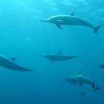 Delfines del Golfo de México dan positivo a fentanilo