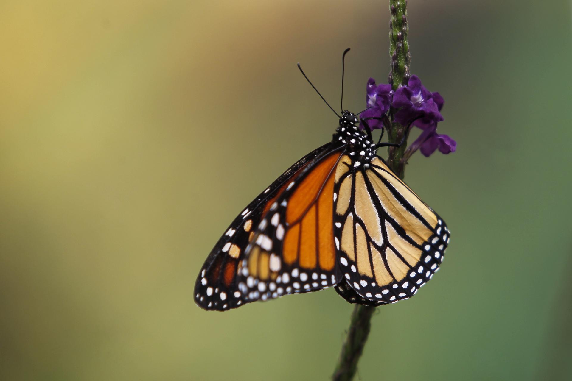 Agencia de EE.UU. propone registrar a la mariposa monarca como especie amenazada