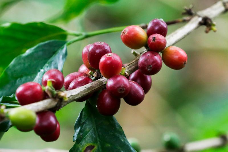 Emergencia climática y costos elevan precios del café y desafían a productores - vaina-de-cafe-viota-1024x683